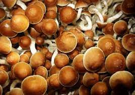 Get enough experience with magic mushrooms Canada